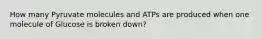 How many Pyruvate molecules and ATPs are produced when one molecule of Glucose is broken down?