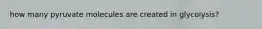 how many pyruvate molecules are created in glycolysis?