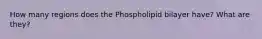 How many regions does the Phospholipid bilayer have? What are they?