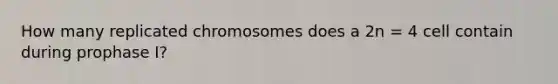 How many replicated chromosomes does a 2n = 4 cell contain during prophase I?