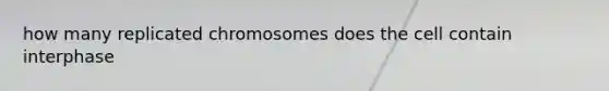 how many replicated chromosomes does the cell contain interphase