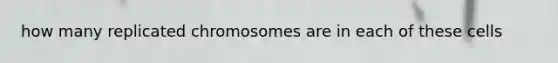 how many replicated chromosomes are in each of these cells