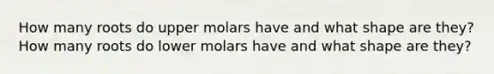 How many roots do upper molars have and what shape are they? How many roots do lower molars have and what shape are they?