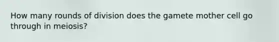 How many rounds of division does the gamete mother cell go through in meiosis?