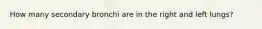 How many secondary bronchi are in the right and left lungs?