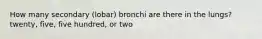 How many secondary (lobar) bronchi are there in the lungs? twenty, five, five hundred, or two