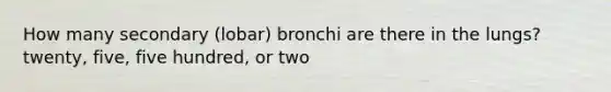 How many secondary (lobar) bronchi are there in the lungs? twenty, five, five hundred, or two