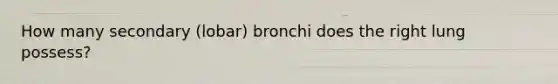 How many secondary (lobar) bronchi does the right lung possess?