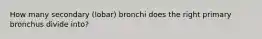 How many secondary (lobar) bronchi does the right primary bronchus divide into?