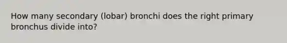 How many secondary (lobar) bronchi does the right primary bronchus divide into?