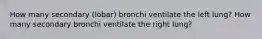 How many secondary (lobar) bronchi ventilate the left lung? How many secondary bronchi ventilate the right lung?