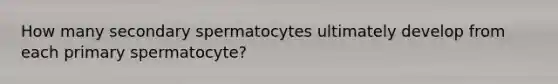 How many secondary spermatocytes ultimately develop from each primary spermatocyte?