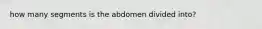 how many segments is the abdomen divided into?