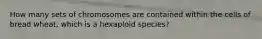 How many sets of chromosomes are contained within the cells of bread wheat, which is a hexaploid species?