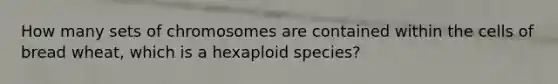 How many sets of chromosomes are contained within the cells of bread wheat, which is a hexaploid species?