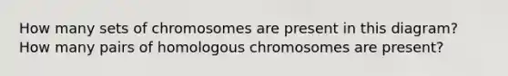 How many sets of chromosomes are present in this diagram? How many pairs of homologous chromosomes are present?