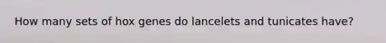 How many sets of hox genes do lancelets and tunicates have?