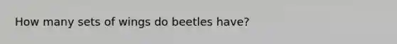 How many sets of wings do beetles have?