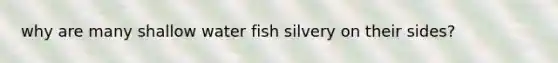 why are many shallow water fish silvery on their sides?