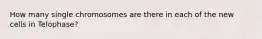 How many single chromosomes are there in each of the new cells in Telophase?