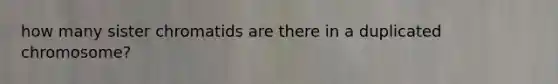 how many sister chromatids are there in a duplicated chromosome?