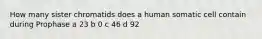 How many sister chromatids does a human somatic cell contain during Prophase a 23 b 0 c 46 d 92