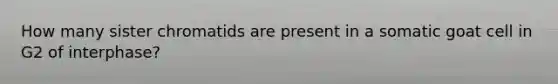 How many sister chromatids are present in a somatic goat cell in G2 of interphase?