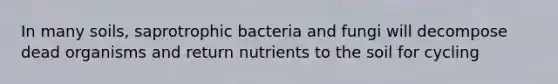 In many soils, saprotrophic bacteria and fungi will decompose dead organisms and return nutrients to the soil for cycling