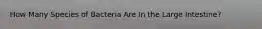 How Many Species of Bacteria Are In the Large Intestine?