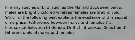 In many species of bird, such as the Mallard duck seen below, males are brightly colored whereas females are drab in color. Which of the following best explains the existence of this sexual dimorphism (difference between males and females)? a) Intersexual Selection b) Genetic Drift c) Intrasexual Selection d) Different diets of males and females