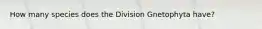 How many species does the Division Gnetophyta have?