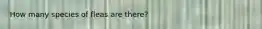 How many species of fleas are there?