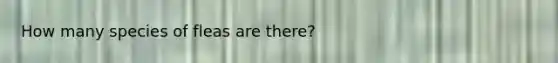 How many species of fleas are there?