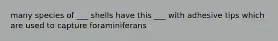 many species of ___ shells have this ___ with adhesive tips which are used to capture foraminiferans