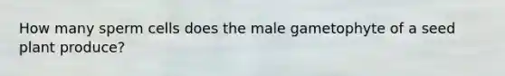 How many sperm cells does the male gametophyte of a seed plant produce?