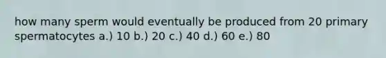 how many sperm would eventually be produced from 20 primary spermatocytes a.) 10 b.) 20 c.) 40 d.) 60 e.) 80