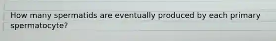 How many spermatids are eventually produced by each primary spermatocyte?