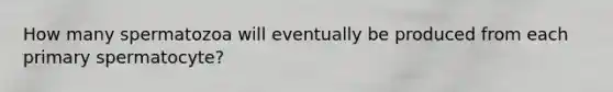 How many spermatozoa will eventually be produced from each primary spermatocyte?