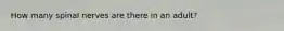 How many spinal nerves are there in an adult?