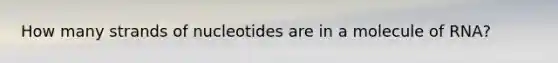 How many strands of nucleotides are in a molecule of RNA?