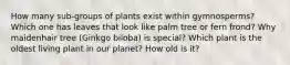 How many sub-groups of plants exist within gymnosperms? Which one has leaves that look like palm tree or fern frond? Why maidenhair tree (Ginkgo biloba) is special? Which plant is the oldest living plant in our planet? How old is it?