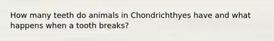 How many teeth do animals in Chondrichthyes have and what happens when a tooth breaks?