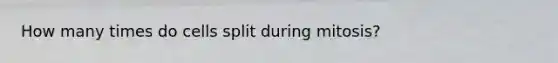 How many times do cells split during mitosis?