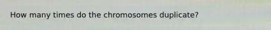 How many times do the chromosomes duplicate?