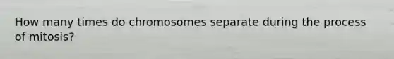 How many times do chromosomes separate during the process of mitosis?