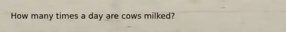 How many times a day are cows milked?