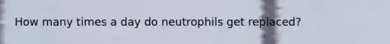 How many times a day do neutrophils get replaced?