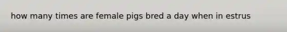 how many times are female pigs bred a day when in estrus