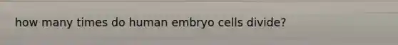 how many times do human embryo cells divide?