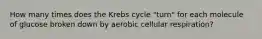 How many times does the Krebs cycle "turn" for each molecule of glucose broken down by aerobic cellular respiration?